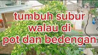 cara memaksimalkan atap rumah menjadi kebun dan aviary #kebunataprumah#aviary#cabesuperpedas