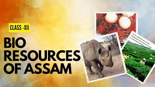 Bio-resources of Assam, class - xII, LearnQuest