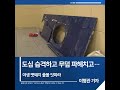 짧은뉴스 도심 습격하고 무덤 파헤치고…야생 멧돼지 출몰 잇따라 kbs뉴스 경남 shorts