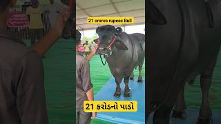 અધધધ.....21 કરોડનો પાડો #animal #animallover #પશુપાલન #pashumandijiwannagar