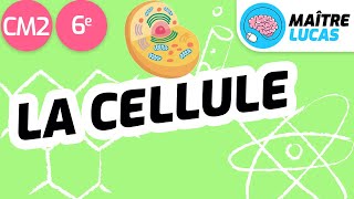 La cellule CM2 - 6ème - cycle 3 - Sciences - Structure commune aux êtres vivants