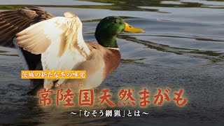 常陸国天然まがも ～「むそう網猟」とは～