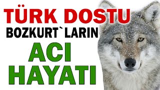 Türk Dostu 🎧 Bozkurt`ların ACI HAYATI,  YAKARIŞLARI ⭐️ (Karaçay - Balkar Türkçesi) 👍 𐰉𐰆𐰔𐰴𐰺𐱃