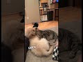 their dog and cat have become best friends ❤️