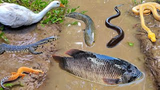 Menangkap ikan gurame besar dalam lubang ada ikan lele, ikan gabus, belut, ikan hias, kura kura