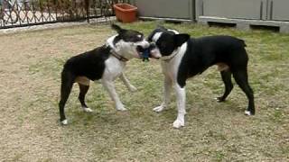 ボストンテリア　ジャック＆マック　庭でボール取り合い　boston terrier