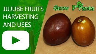 Jujube fruits - grow, harvesting and uses