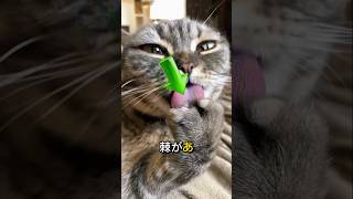 猫の舌にある興味深いトゲ 🐈😱