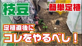 枝豆の育て方【定植】【栽培】【畔豆】【枝豆】【無農薬】【コツ】【マルチ】【防草シート】