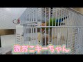 初めての冬を迎えるオカメインコとベテランコザクラインコ