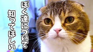 垂れ耳のスコティッシュフォールドを飼う前に知っていてほしいことがあります！