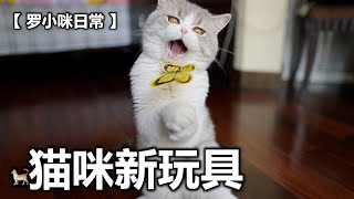 「 罗小咪的日常 」猫妈给猫主子买了新玩具，开心成这个样子