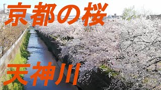 京都天神川の桜。