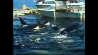 Orca Stories - Penn Cove - Don Goldsberry of SeaWorld Inc.