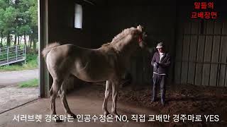 서러브렛 경주마는 인공수정은 NO, 직접 교배만 YES/교배하고 암말 임신검사하여 임신되면 교배료를 씨수말 주인에게 지급/능력있는 씨수말 한마리만 있으면 떼돈번다(제주에서)