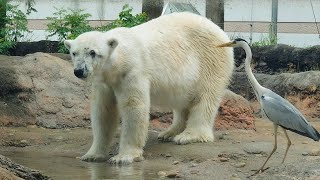 2024/05/19 ホッキョクグマのクッキー