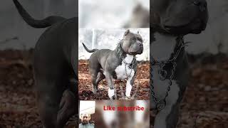 ###Tomi G Belck doge🐶🐕🐕🐕  #4 step 🪜🪜🪜 don't miss end ####like subscribe