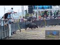 Se peló el toro del ruedo raza!!