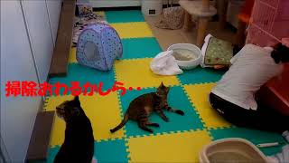 猫部屋お掃除のようす 飼育実習 キジトラ｜動物専門学校 トリマー 動物看護師 アクアリウム 動物のお仕事