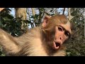 ,monkeu,kunswar,monkey,njdjsbm,nmonkey 1080p