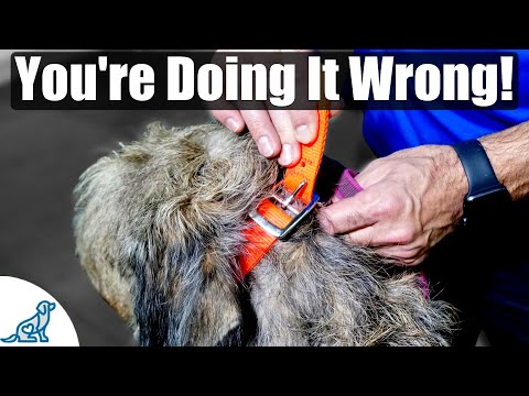 Should I take my dogs collar off at night?
