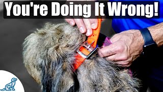 The BIG MISTAKE That People Make When Fitting A Dog Collar