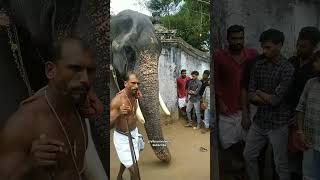 🐘😍🔥 Junior Karnan ! Kolakadan Kuttikrishnan #anapremi #viral #trending #kerala #viralshorts #shorts