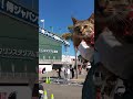 肩乗り猫リクちゃん　侍ジャパン宮崎強化キャンプを訪問　2023年2月27日 cat cute video　♯shorts　♯ネコおもしろ　♯ネコかわいい　♯侍ジャパン　♯ネコ　♯猫　♯cat