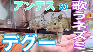 【モルモット＆デグー】PUIPUIモルモット＆アンデスの歌うネズミ♪デグーの鳴き声