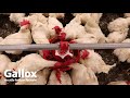 Gallox, versatile feed pan for males