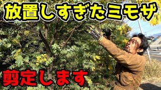 【ミモザ剪定】放置しすぎた結果、大変なことに・・・【カーメン君】【園芸】【ガーデニング】