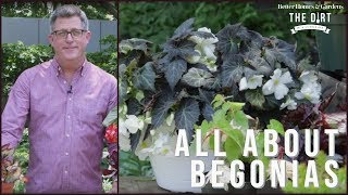 All About Begonias | The Dirt | Better Homes & Gardens