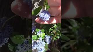 Ceanothus