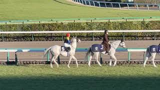 誘導馬と一緒に入場するシロニイ2022グレイトフルS