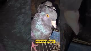 আলহামদুলিল্লাহ ডিম বেবি 🕊️💚