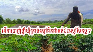 វីដេអូនេះមានចម្លើយ តើការបា.ញ់ថ្នាំឃុំគ្រាប់ស្មៅពិតជាបានផលមែនឬអត់?