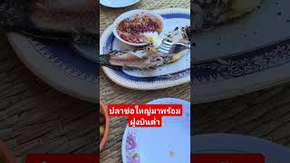 ปลาข่อใหญ่มาฮอดแล้ว #ปลาเผา #ปลาช่อนเผา #ปลาช่อนนา #น้ำจิ้มสูตรเด็ด #food #thaifood