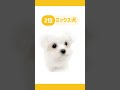 2024年の人気犬種ランキング🏆愛犬は見つけられたかな？☺️❤️ 犬 犬のいる暮らし 愛犬 わんこ 犬バカ部 ペット 犬好きな人と繋がりたい ミックス犬 犬のいる生活