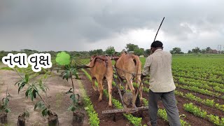 નવા વૃક્ષો વાવ્યા 🥰 ઘણા સમય પહેલા વાવ્યા હતા વીડીયો આજે ચડાવ્યો 😂😛