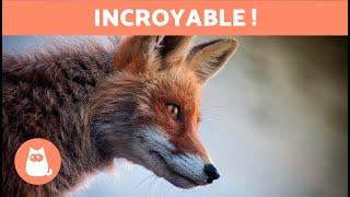 10 CURIOSITÉS sur les RENARDS qui vont vous surprendre 🦊 Découvrez-les !