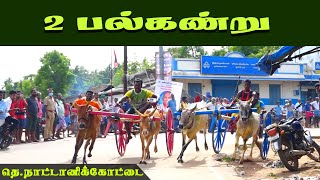 நாட்டானிக்கோட்டை_கன்று 2பல்#தஞ்சாவூர்(மா) 03-07-2022  #nattanikottai_kantru #vinayagastudio