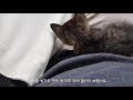 how did korean worker get chosen by a stray cat on the way to work in kl 【we re meant to be ep.01】