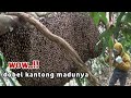 senang bukan kepayang Nemu sarang dabel kantong madunya#panenmadu #apisdorsata