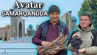 SAMARQANDLIK BOGʻBONLAR UCHUN. AVATAR va F1 UZUM QALAMCHALARI SAMARQANDDA