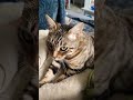 it s purring time 🥰 cat bengal cutecat shorts subscribe foryou fypシ cute