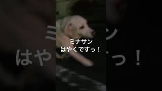 【今朝のシフォン】#shorts #ラブラドールレトリバー #盲導犬