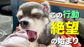 犬が飼い主を嫌いになった時に見せる行動５選 なぜ嫌いになってしまうのか？その原因とは