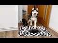 Will Dogs And Cats Believe an Optical Illusion?