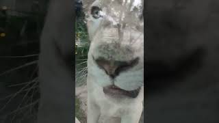 尾夏夜★㊹ホワイトライオン・白獅子・リズムちゃん・沖縄こどもの国・・・White_Lion・Okinawa Zoo \u0026 Museum(20221001)