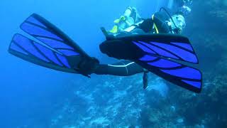 Isla Cozumel 潜点之Palancar Gardens Wall